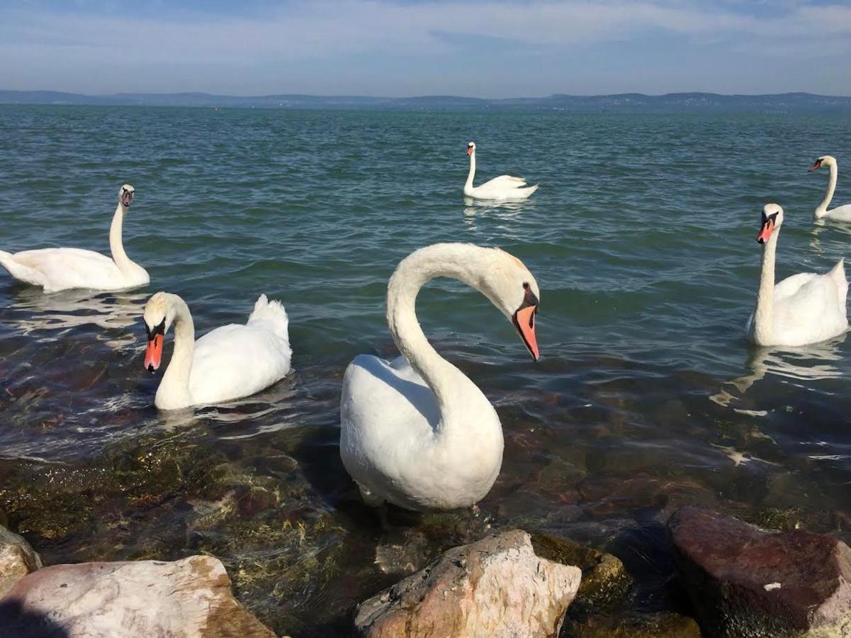 Zawia Apartman Lejlighed Balatonföldvár Eksteriør billede